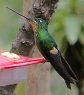 Buff-winged Starfrontlet © John Muddeman